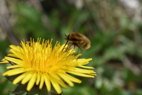 Insect on dandelion